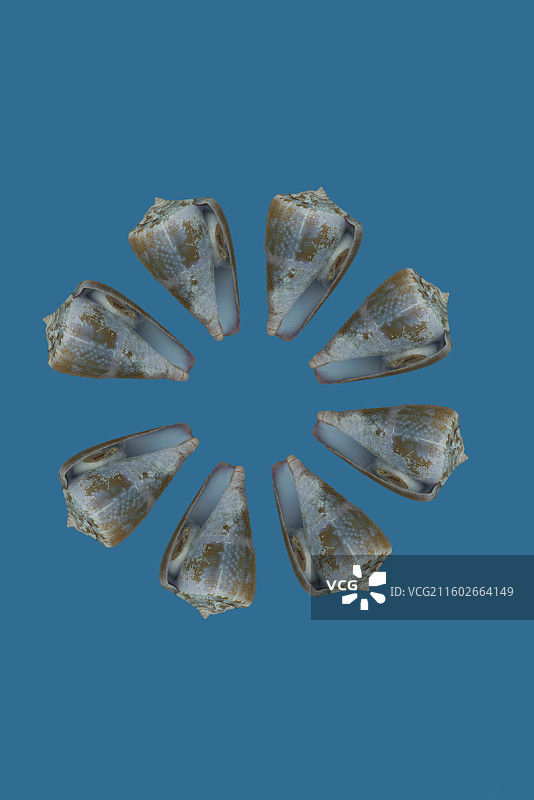 美丽的贝壳，紫金芋螺图片素材