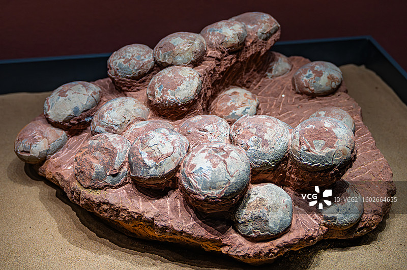 内蒙古博物院 远古世界图片素材