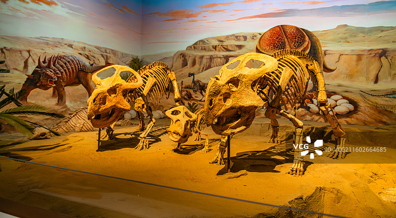 内蒙古博物院 远古世界图片素材