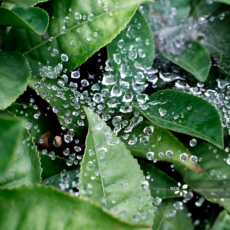 蛛网缀珠图片素材