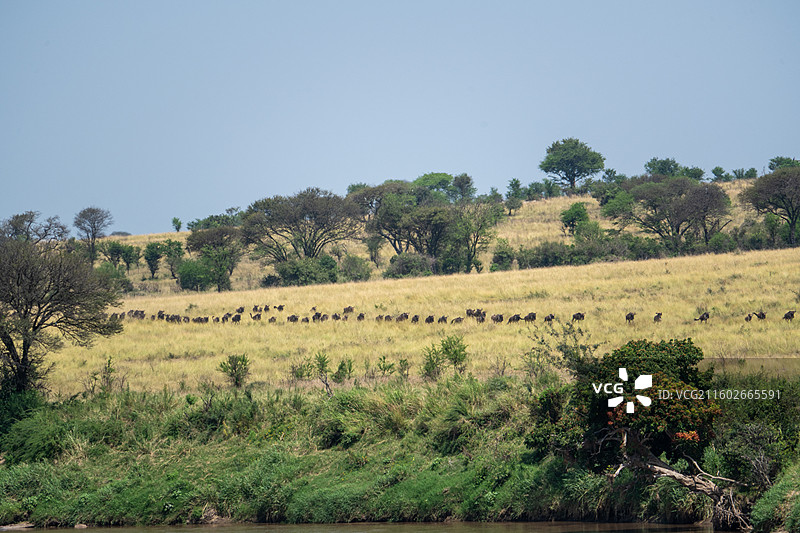 坦桑尼亚塞伦盖蒂大迁徙的角马图片素材
