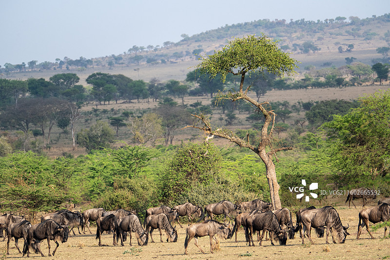 坦桑尼亚塞伦盖蒂大迁徙的角马图片素材