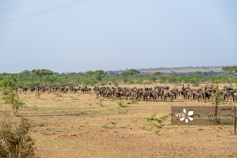 坦桑尼亚塞伦盖蒂大迁徙的角马图片素材