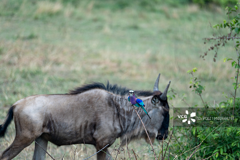 坦桑尼亚塞伦盖蒂紫胸佛法森图片素材