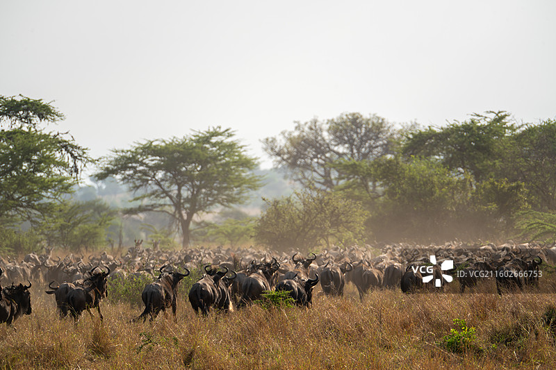 坦桑尼亚塞伦盖蒂大迁徙的角马图片素材