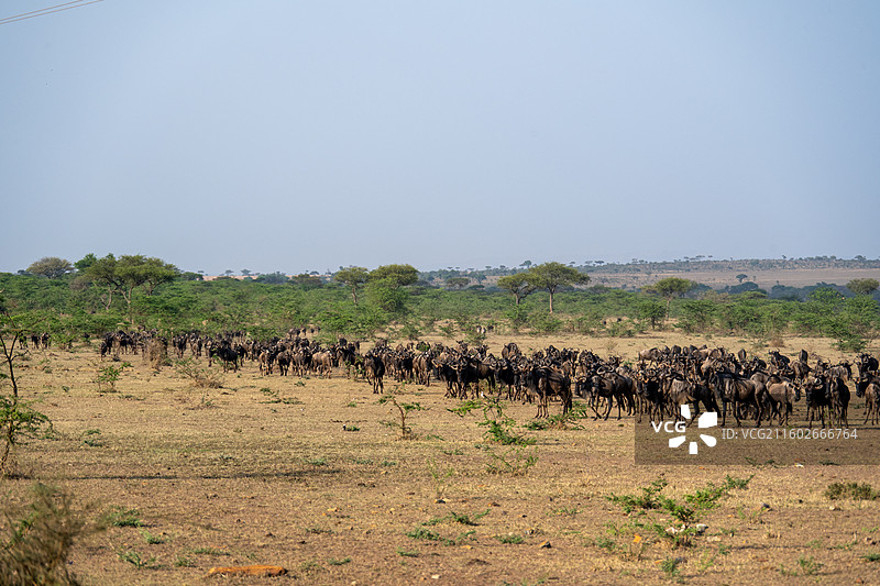 坦桑尼亚塞伦盖蒂大迁徙的角马图片素材