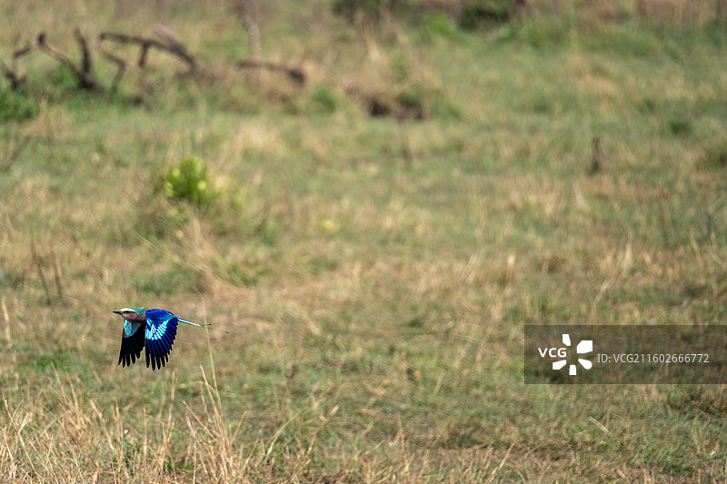 坦桑尼亚塞伦盖蒂紫胸佛法森图片素材