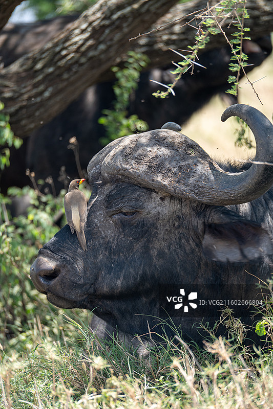 坦桑尼亚塞伦盖蒂的水牛与鸟图片素材