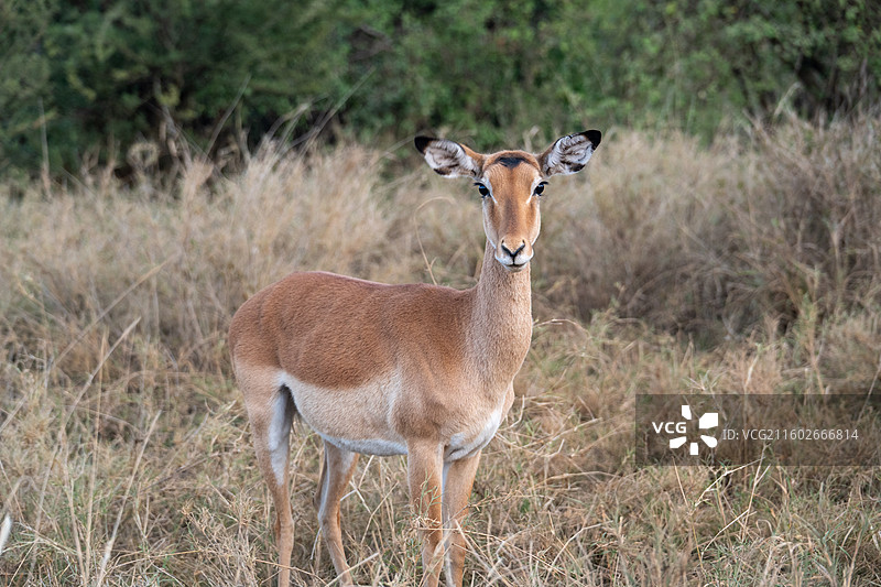坦桑尼亚塞伦盖蒂夕阳中的鹿图片素材