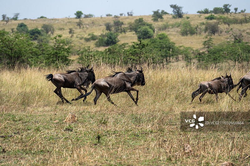坦桑尼亚塞伦盖蒂大迁徙的角马图片素材