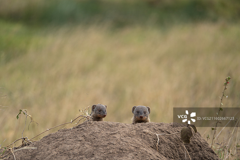 坦桑尼亚塞伦盖蒂非洲獴猫鼬图片素材