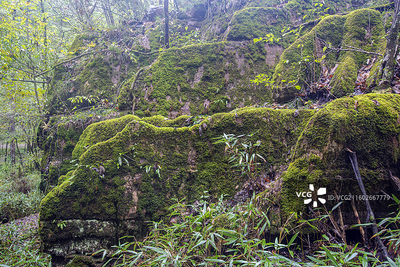 陕西省汉中市黎坪森林公园内岩石上的苔藓图片素材