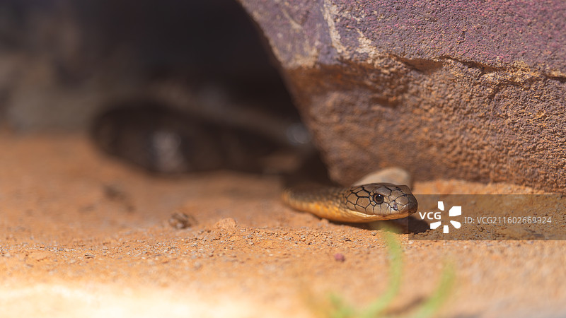 眼镜王蛇图片素材