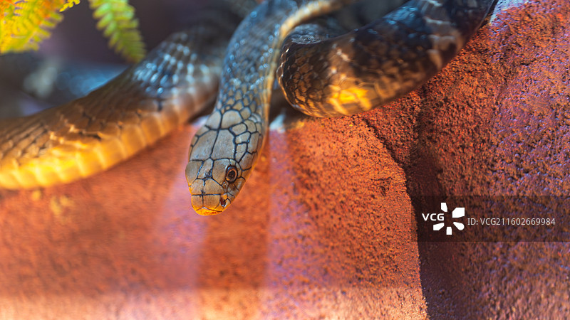 眼镜王蛇图片素材