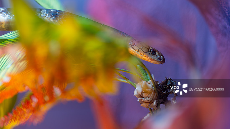 眼镜王蛇图片素材