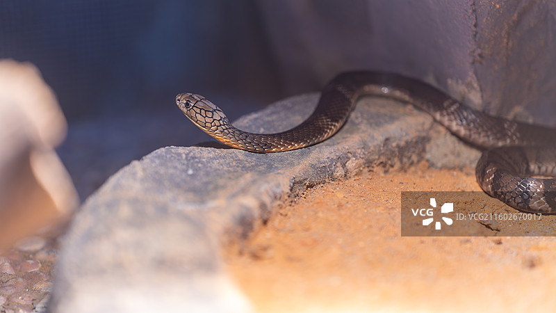 眼镜王蛇图片素材