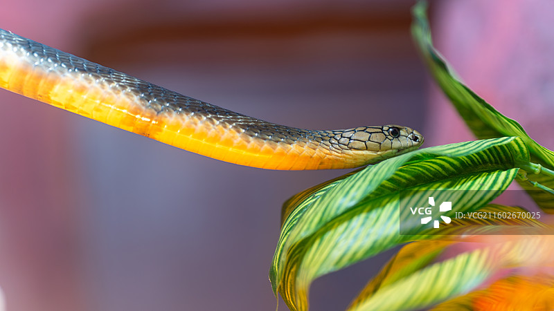 眼镜王蛇图片素材