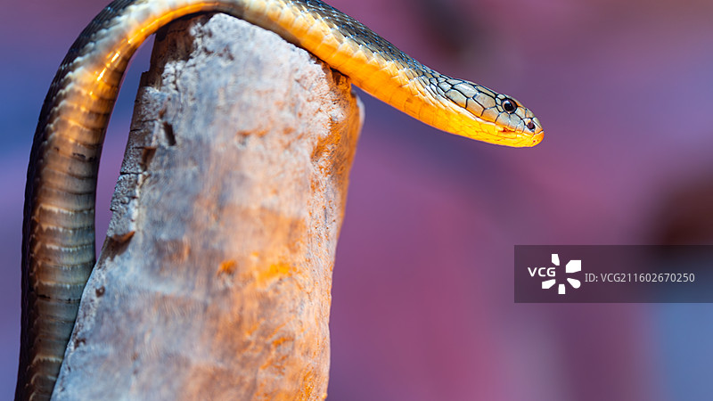 眼镜王蛇图片素材