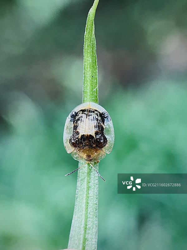 叶上小龟甲图片素材