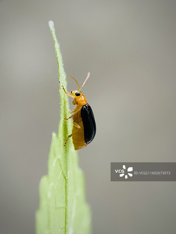 爬高高呢黄守瓜图片素材