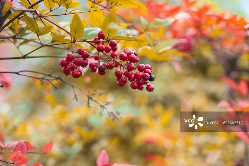 南天竹图片素材