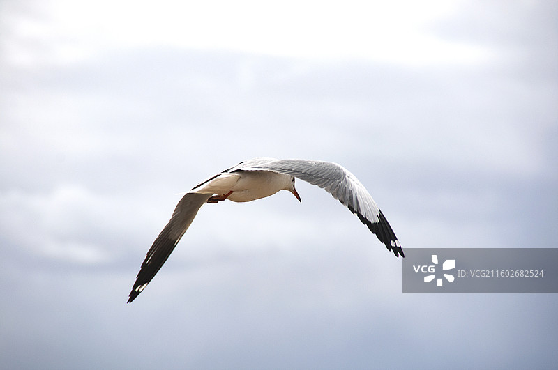 海鸥逆天飞行的特写镜头图片素材