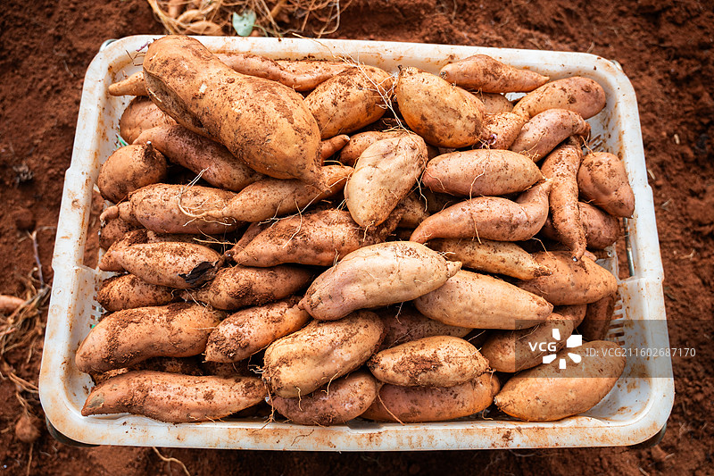 成熟的红薯图片素材