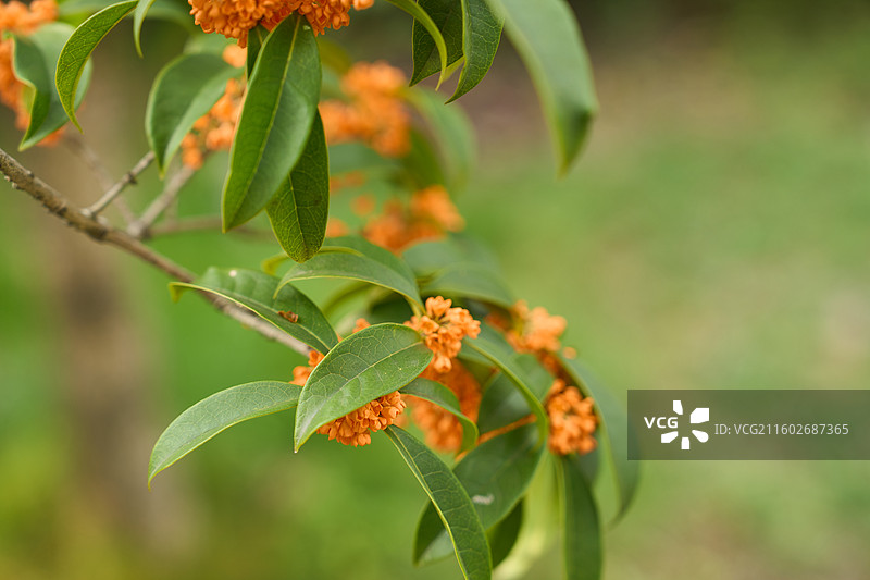 娇嫩橙色桂花盛开，绿叶衬托图片素材