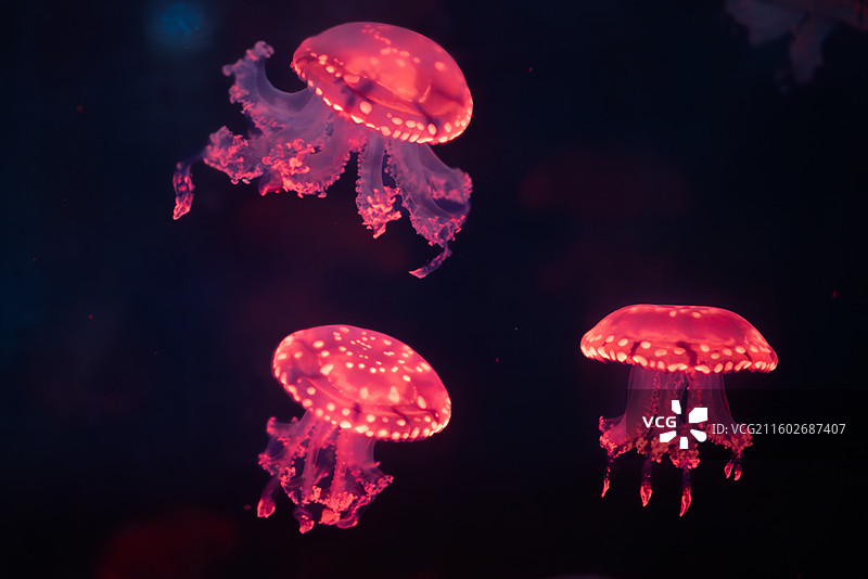 上海海昌海洋公园水母馆的水母黑色背景红色灯光图片素材