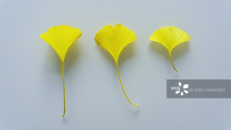 银杏叶 静物图片素材