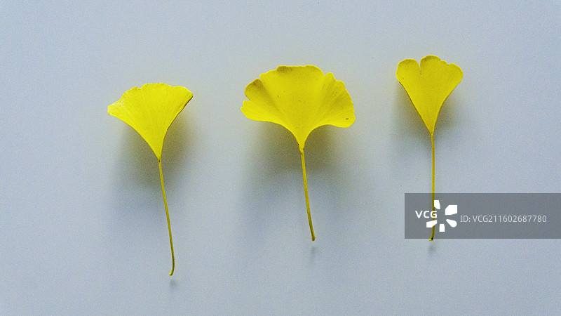 银杏叶 静物图片素材