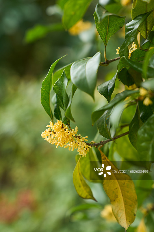 盛开的桂花树，枝繁叶茂，花香四溢图片素材