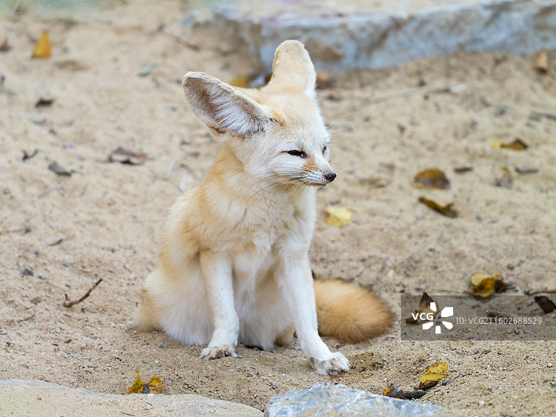 可爱的沙漠精灵耳廓狐图片素材