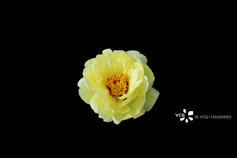 牡丹花·花中之王·海黄牡丹图片素材