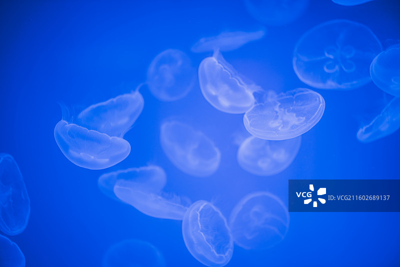 上海海昌海洋公园水母馆的水母蓝色背景透明图片素材