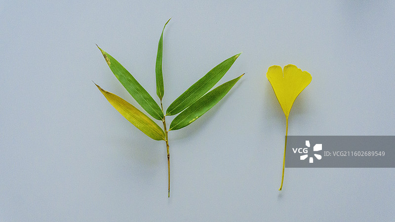 竹叶和银杏叶 静物图片素材