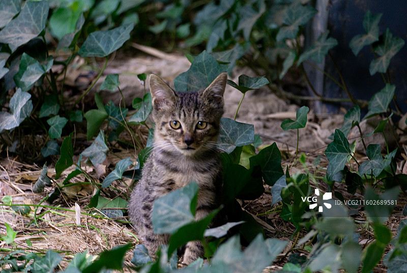 野猫 流浪猫图片素材