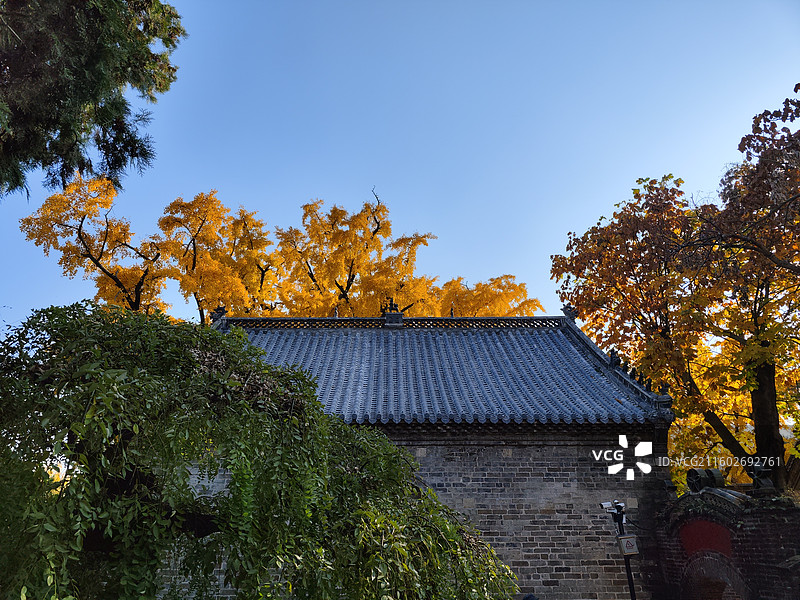立冬节气，莒县浮来山定林寺天下第一银杏树黄叶图片素材