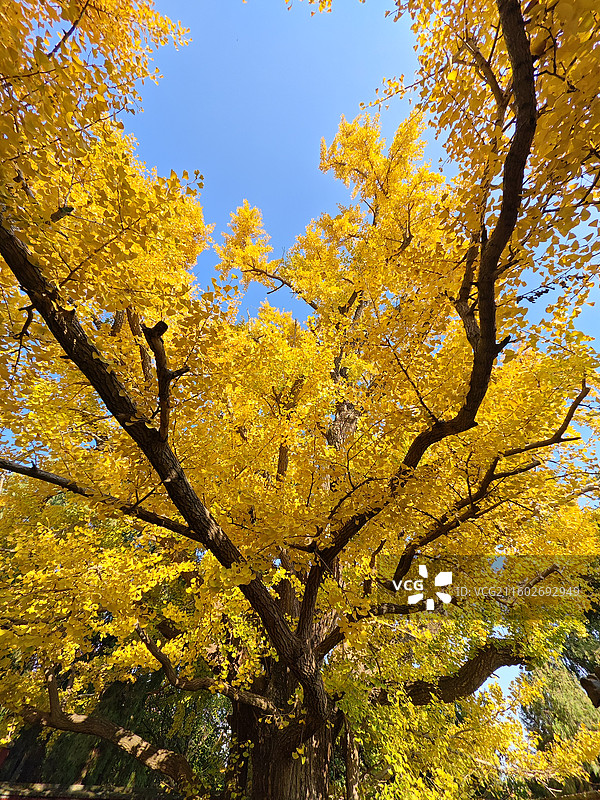 立冬节气，莒县浮来山定林寺天下第一银杏树黄叶图片素材