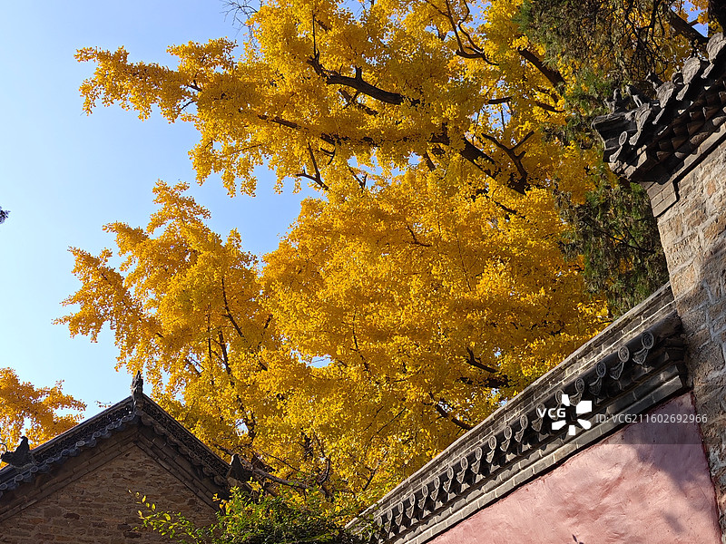 立冬节气，莒县浮来山定林寺天下第一银杏树黄叶图片素材