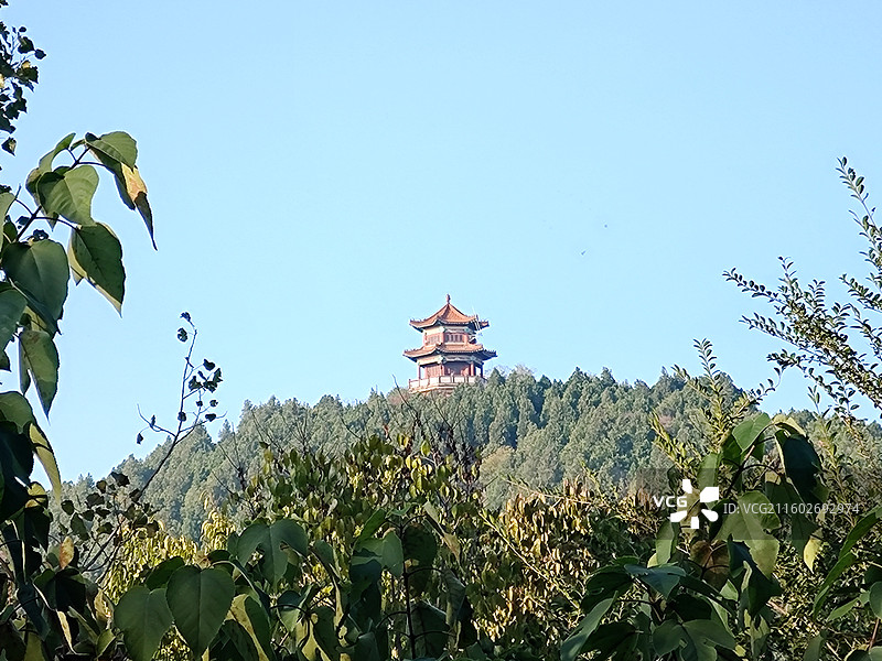 立冬节气，莒县浮来山定林寺天下第一银杏树黄叶图片素材