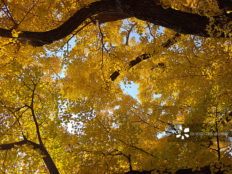立冬节气，莒县浮来山定林寺天下第一银杏树黄叶图片素材