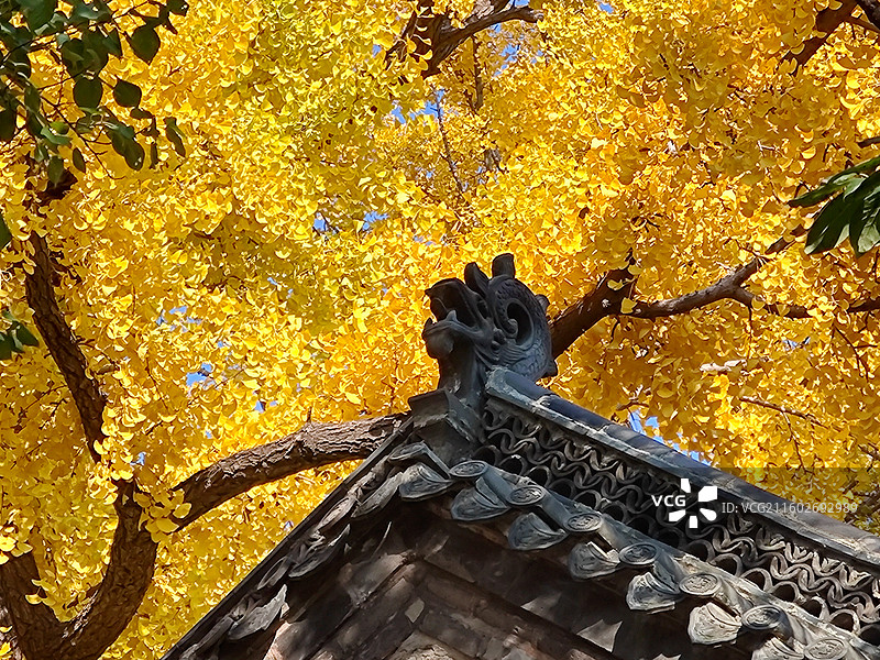立冬节气，莒县浮来山定林寺天下第一银杏树黄叶图片素材