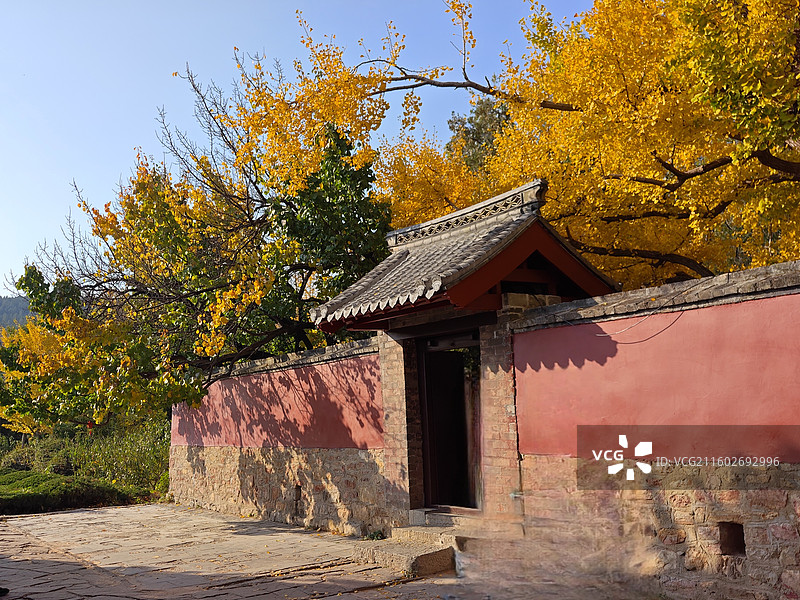 立冬节气，莒县浮来山定林寺天下第一银杏树黄叶图片素材