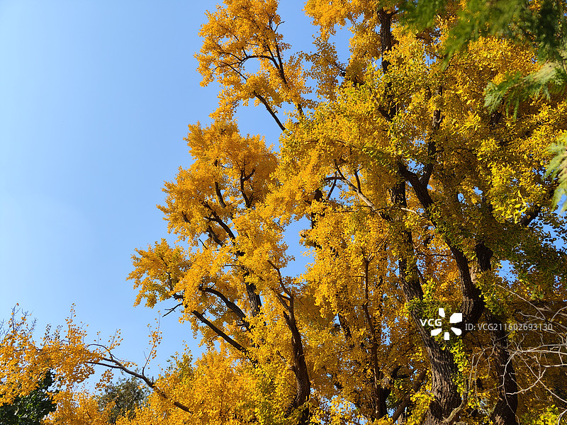 立冬节气，莒县浮来山定林寺天下第一银杏树黄叶图片素材