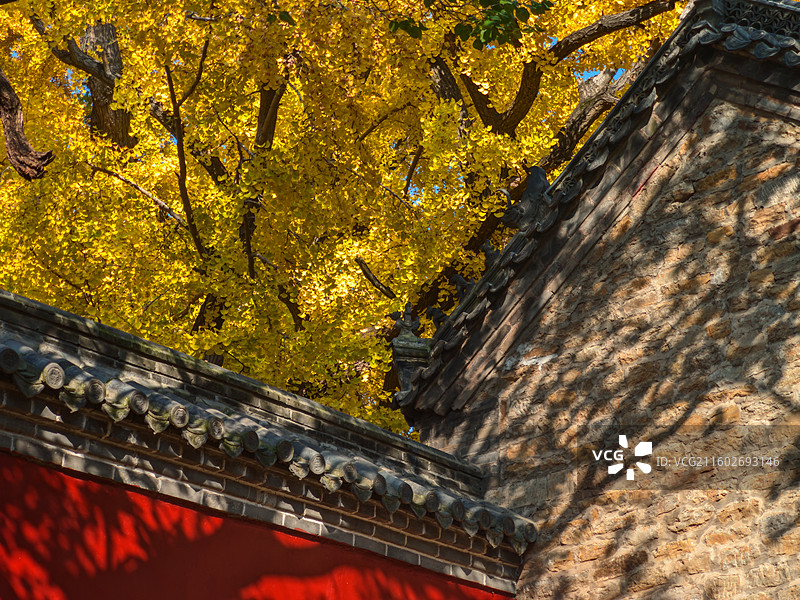 立冬节气，莒县浮来山定林寺天下第一银杏树黄叶图片素材