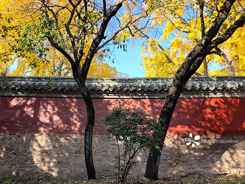 立冬节气，莒县浮来山定林寺天下第一银杏树黄叶图片素材