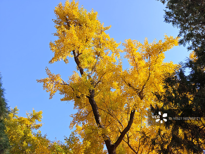 立冬节气，莒县浮来山定林寺天下第一银杏树黄叶图片素材