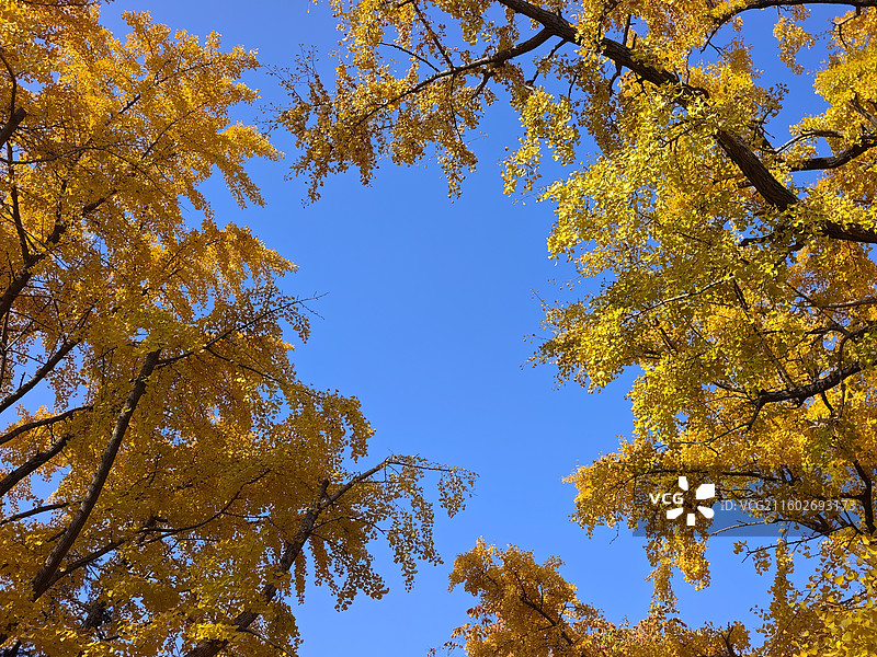 立冬节气，莒县浮来山定林寺天下第一银杏树黄叶图片素材