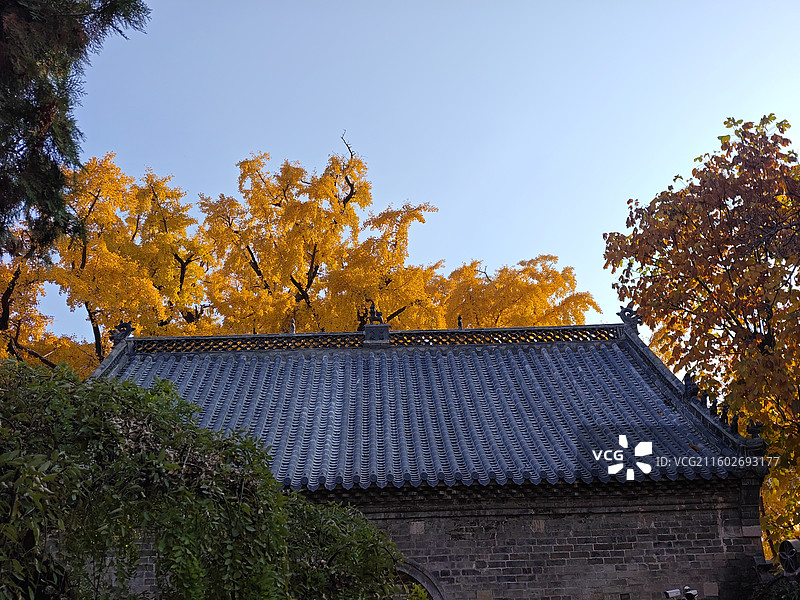 立冬节气，莒县浮来山定林寺天下第一银杏树黄叶图片素材